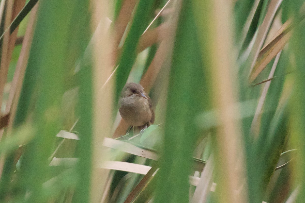 Greater Swamp Warbler - ML642025902
