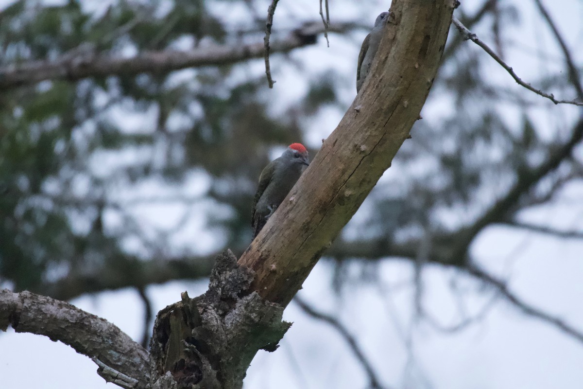African Gray Woodpecker - ML642025912