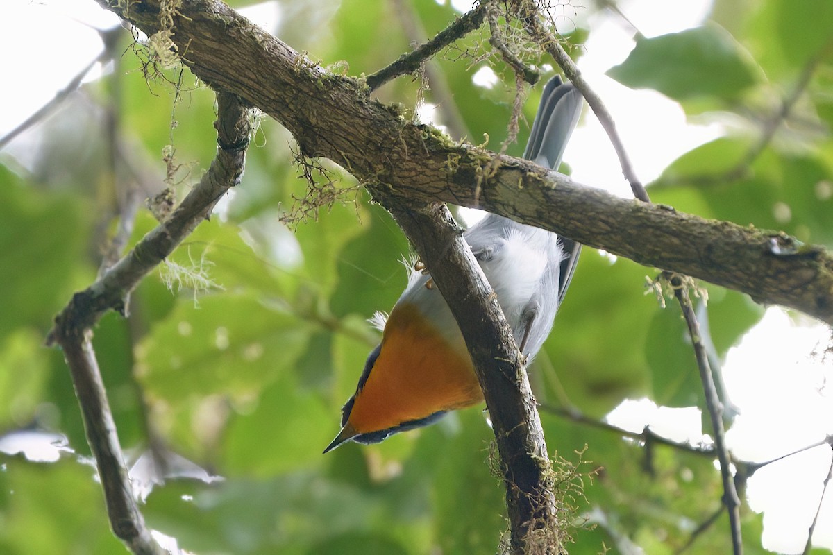 Flame-throated Warbler - ML642025914