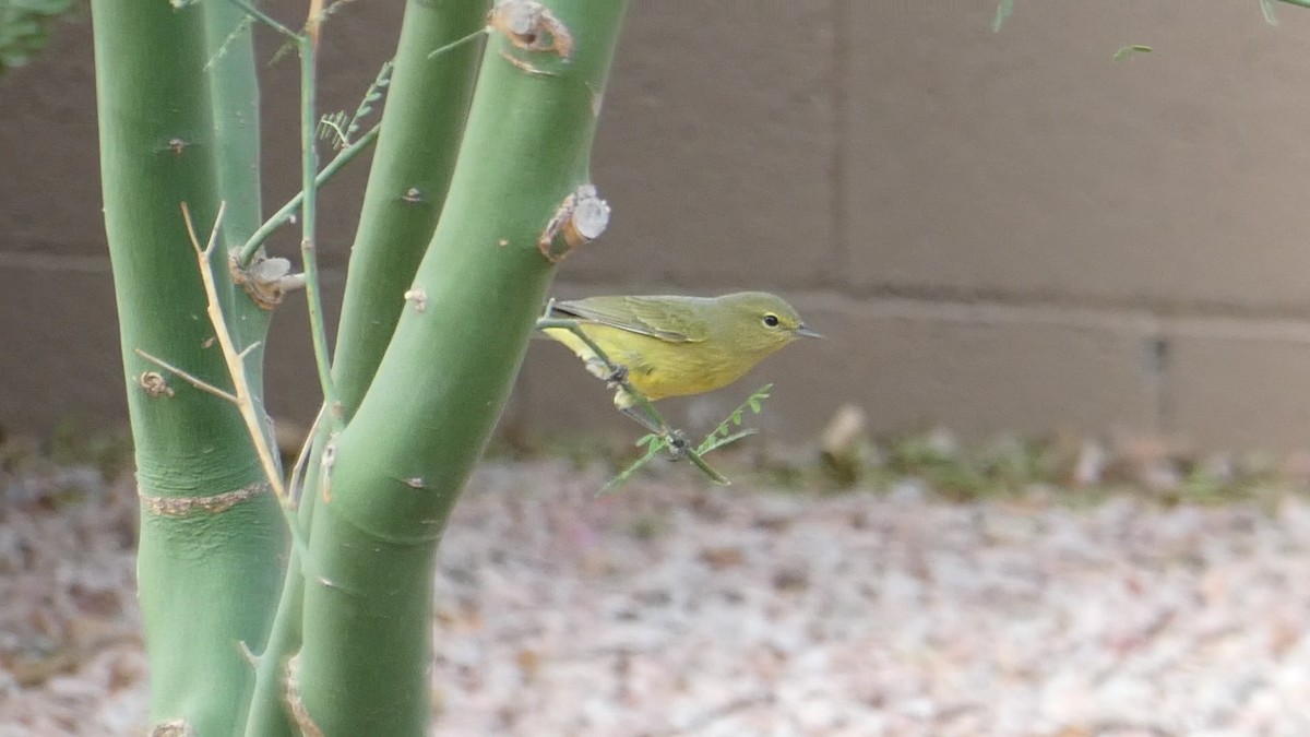 Orange-crowned Warbler - ML642025922