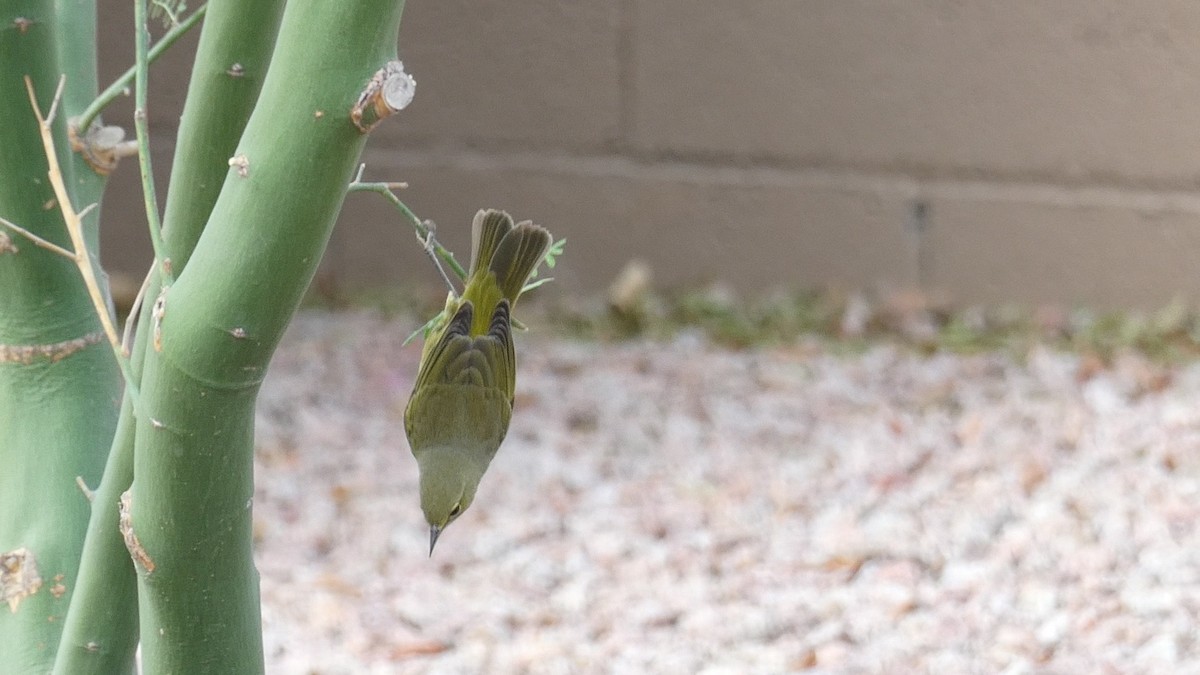 Orange-crowned Warbler - ML642025923