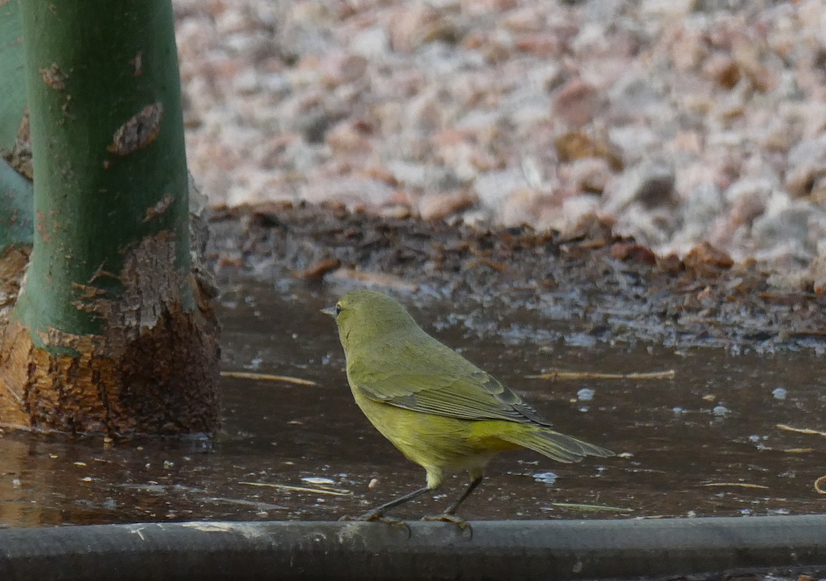 Orange-crowned Warbler - ML642025924
