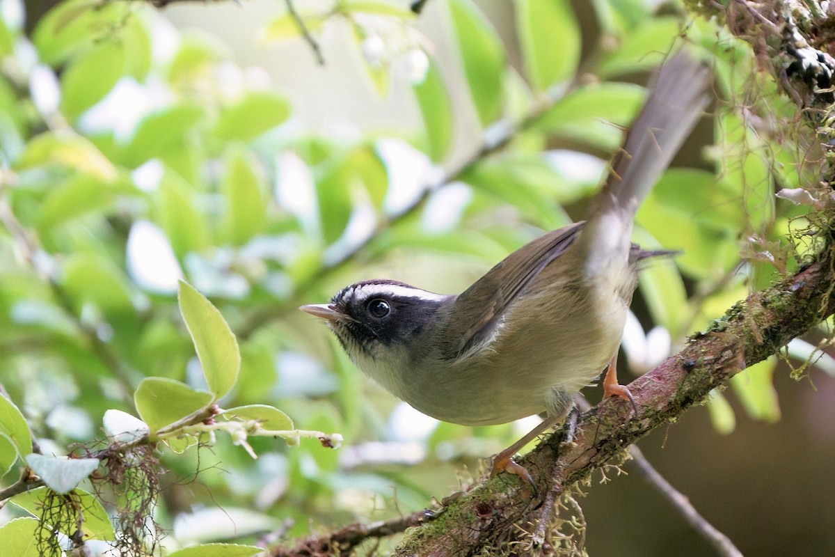 Black-cheeked Warbler - ML642025927