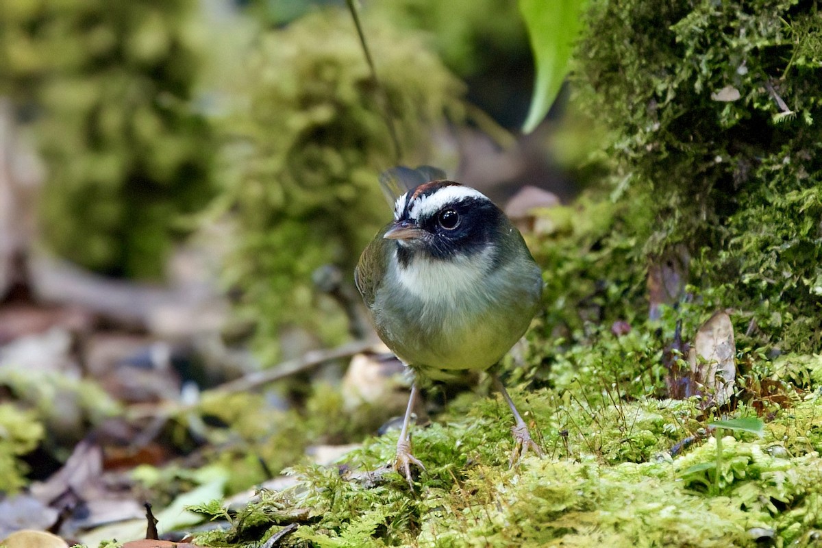 Black-cheeked Warbler - ML642025928