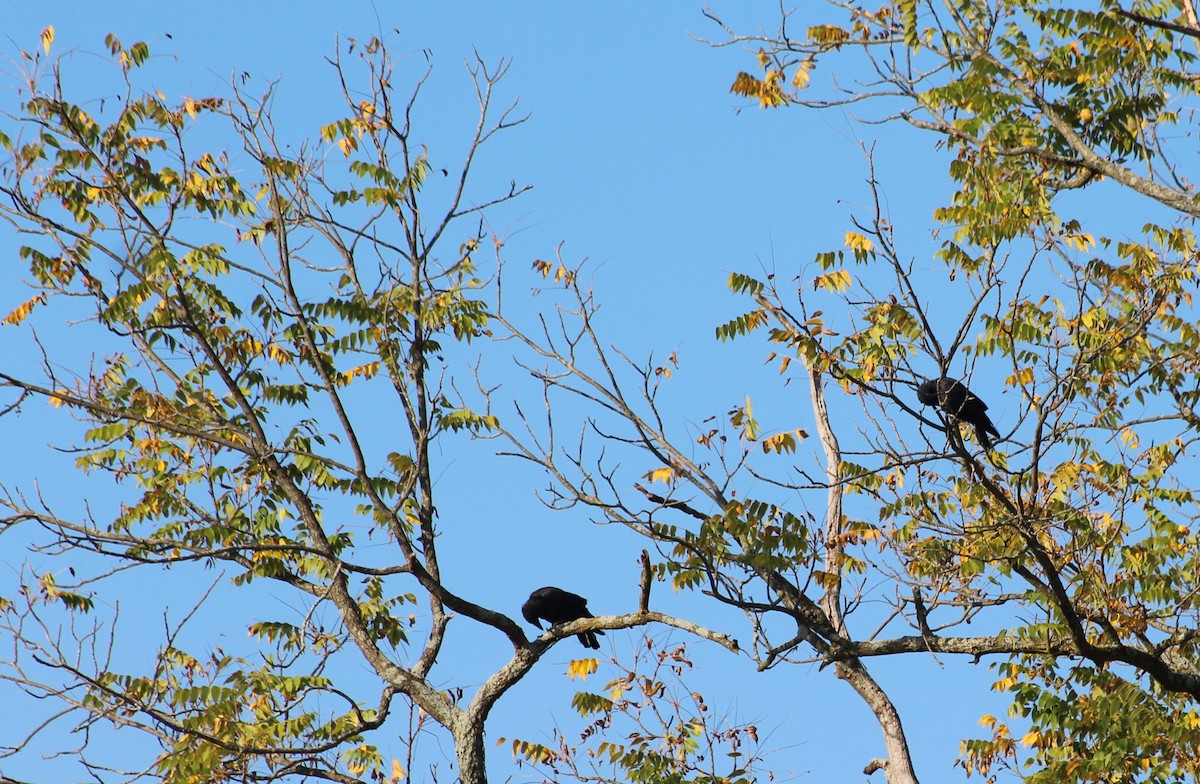 American Crow - ML642025929