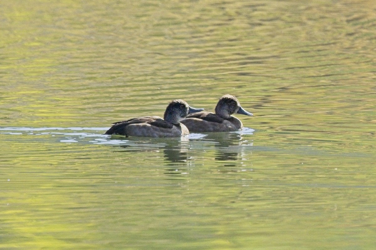 anatidé sp. (canard sp.) - ML642025932