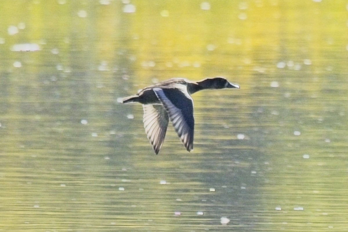 anatidé sp. (canard sp.) - ML642025934