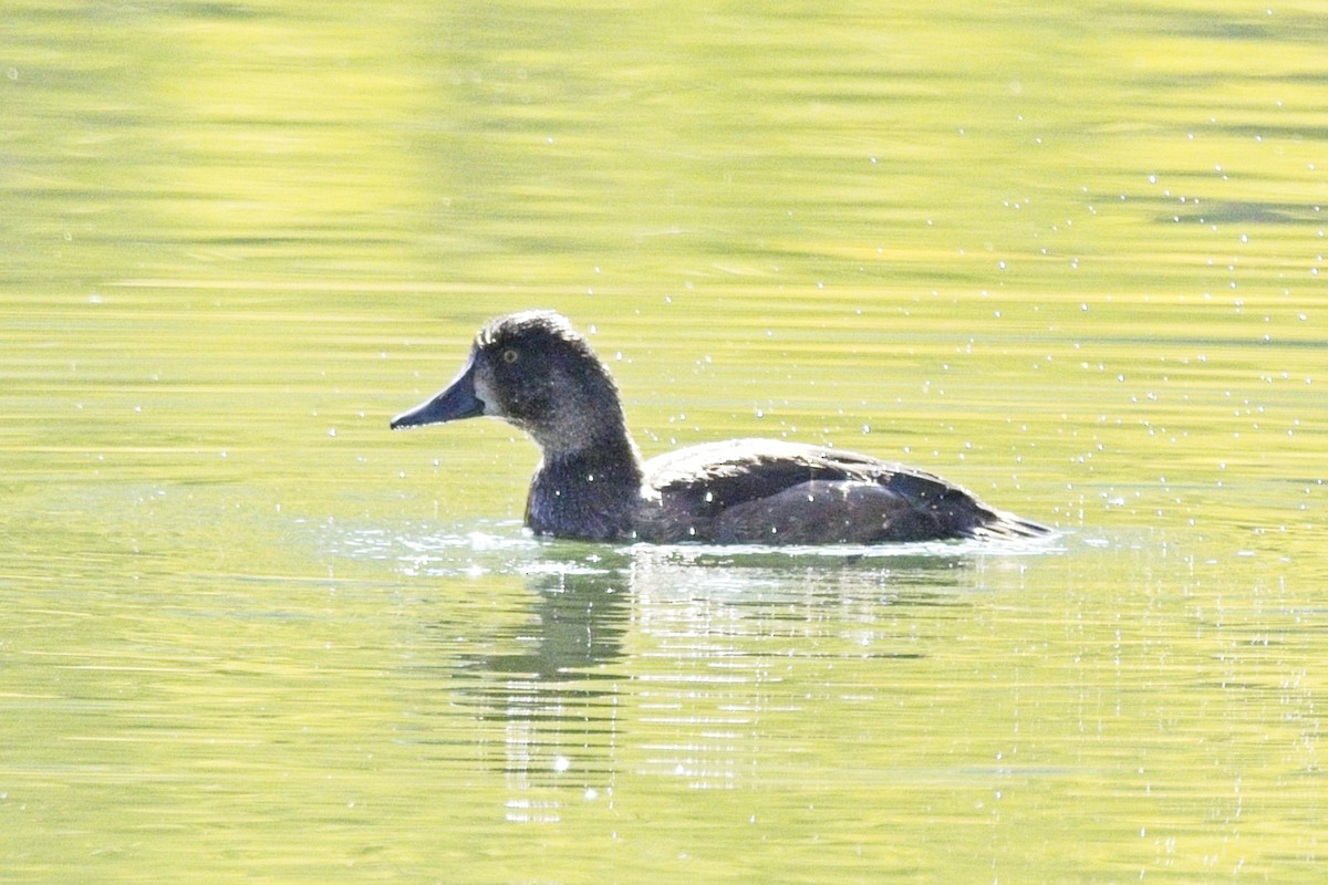 anatidé sp. (canard sp.) - ML642025935