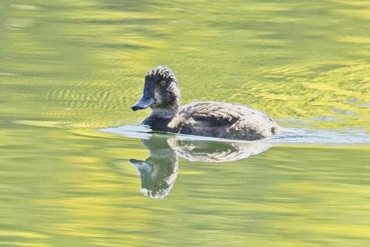 anatidé sp. (canard sp.) - ML642025936