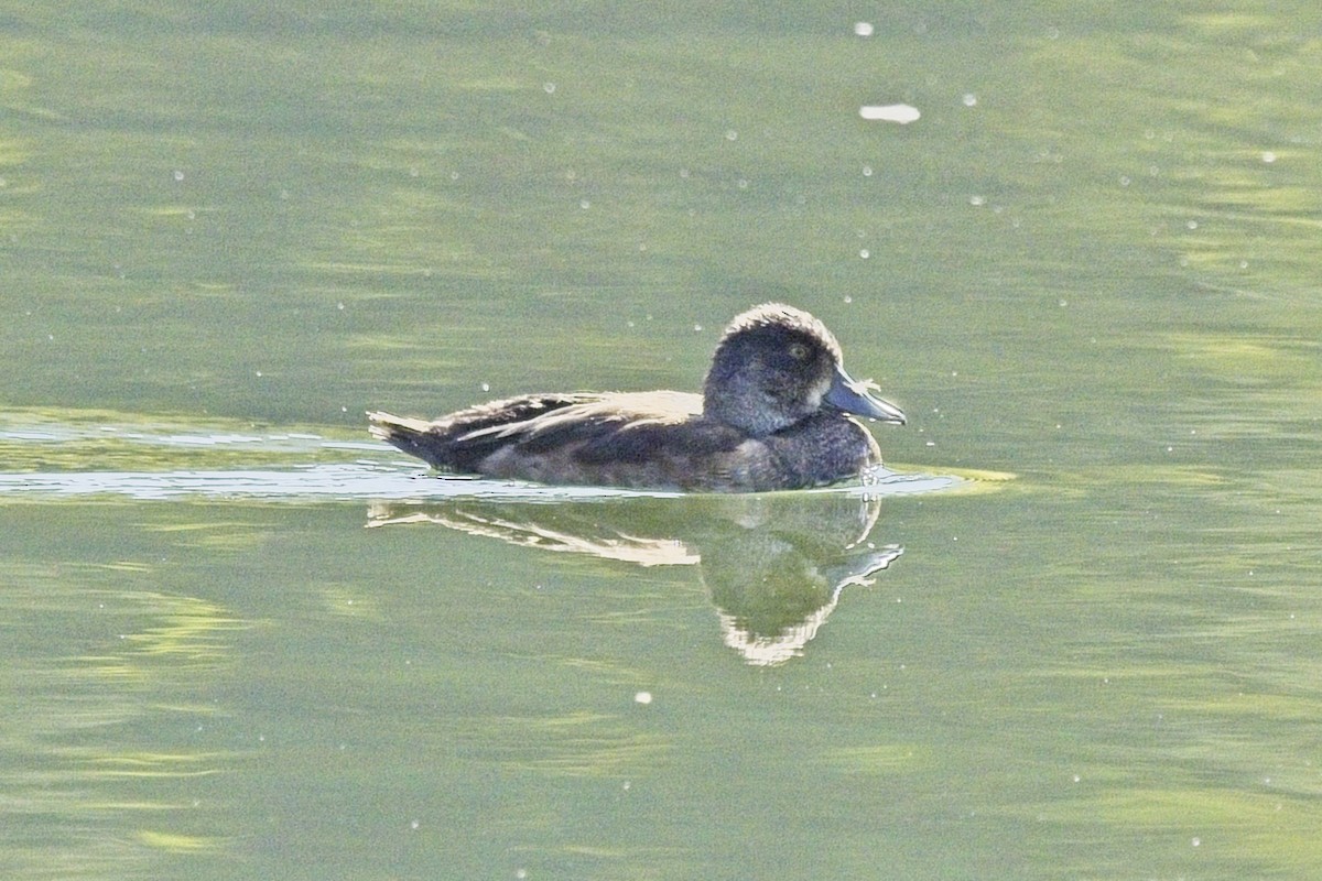 anatidé sp. (canard sp.) - ML642025938