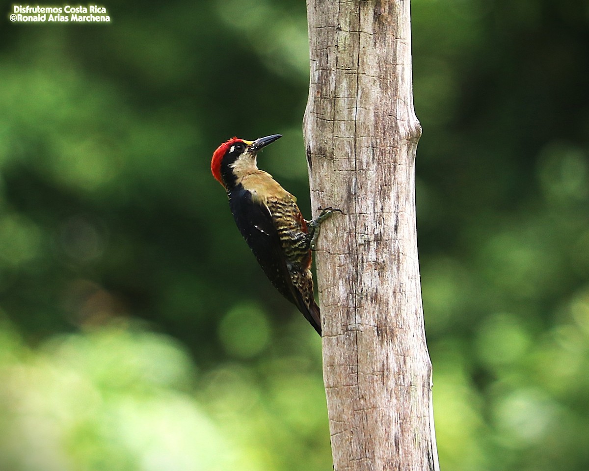 Black-cheeked Woodpecker - ML642025957
