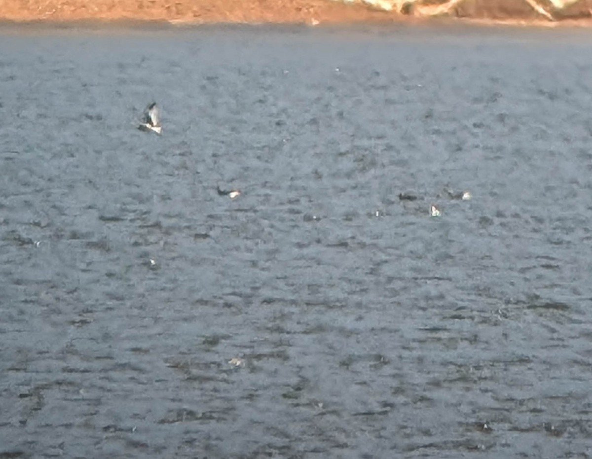 Mouette de Sabine - ML642025958