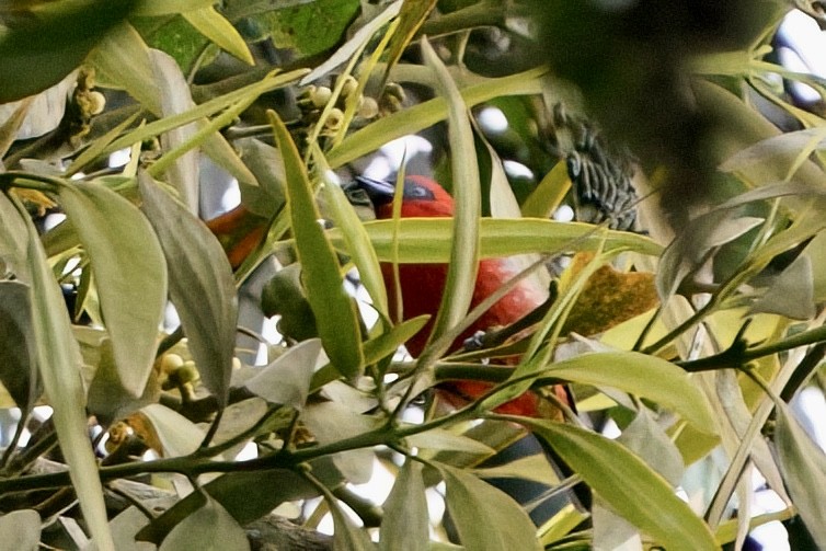White-winged Tanager - ML642025962