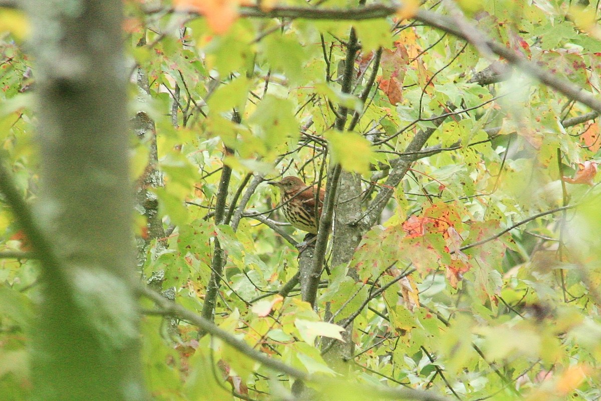 Brown Thrasher - ML642025964