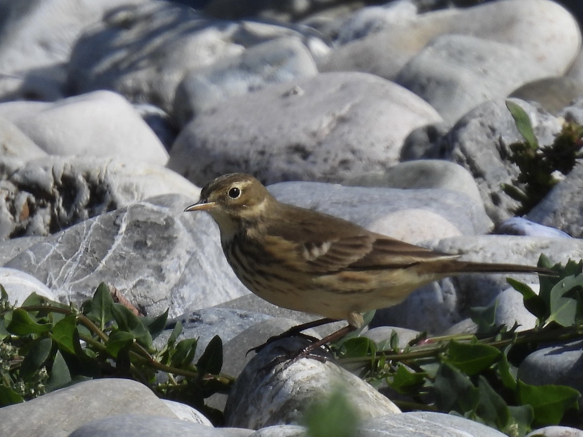American Pipit - ML642025968