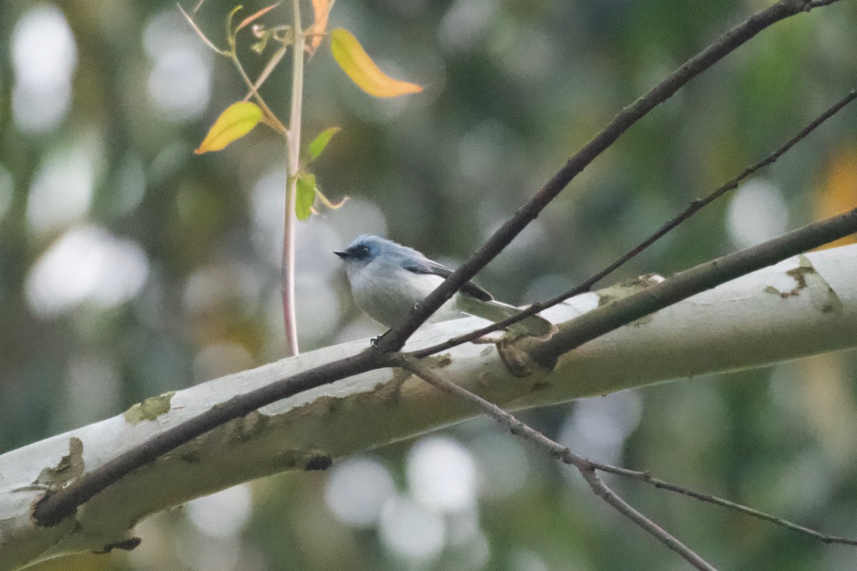 White-tailed Blue Flycatcher - ML642025976