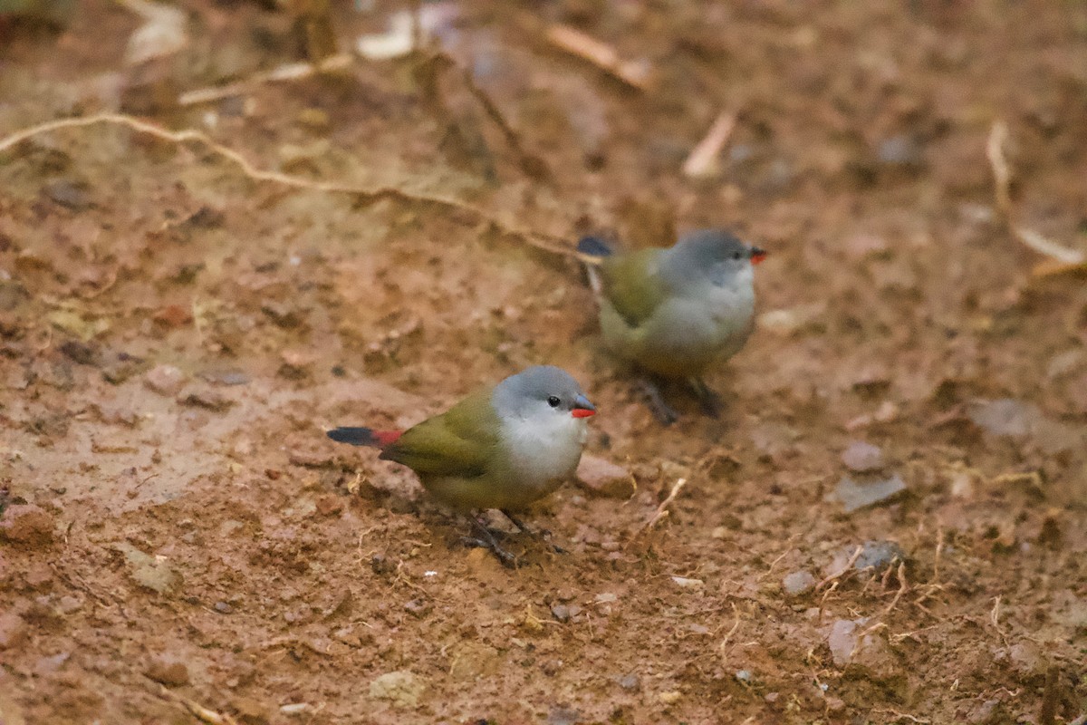 Yellow-bellied Waxbill - ML642025992