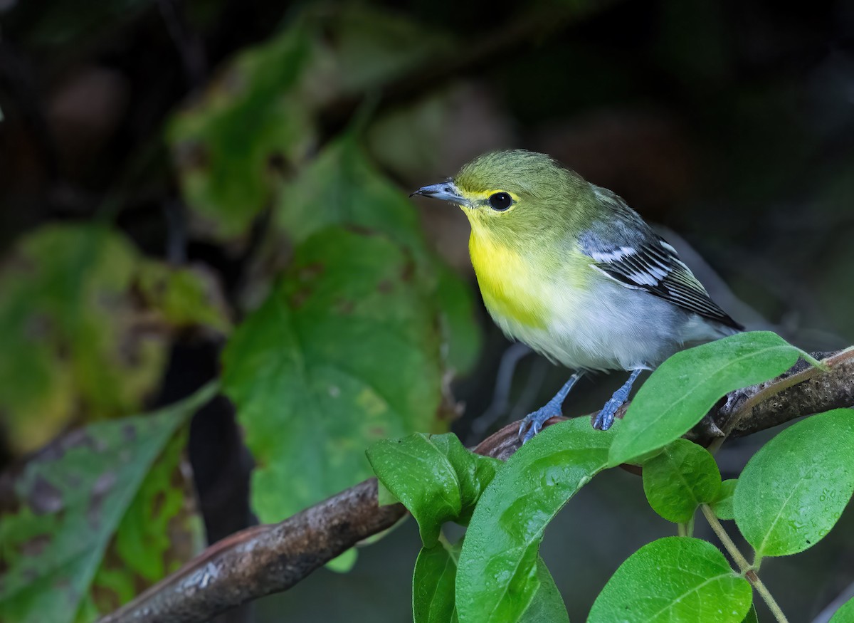Yellow-throated Vireo - ML642025997