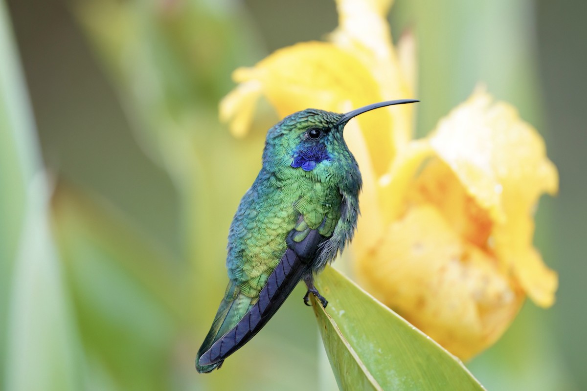 Berg-Veilchenohrkolibri - ML642026000