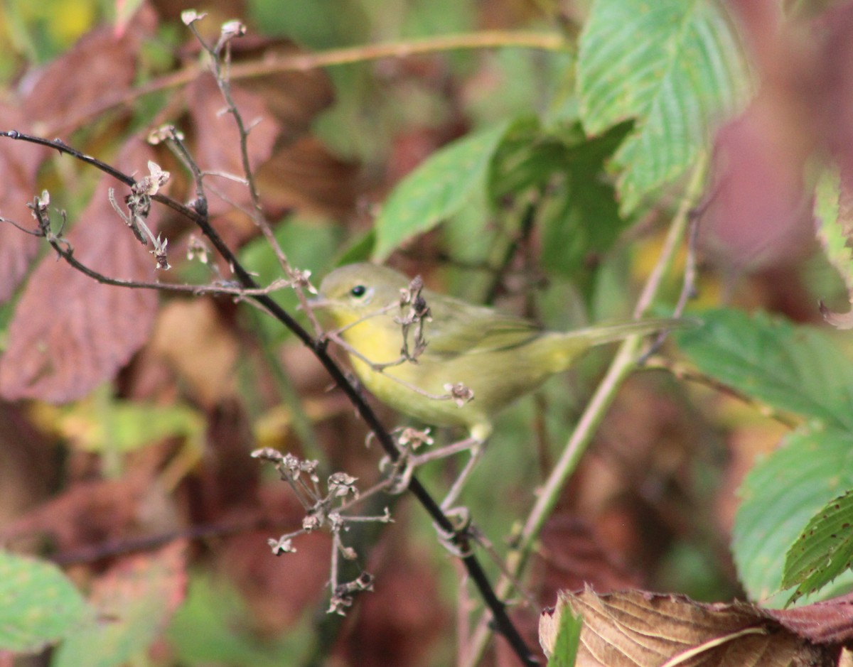 Common Yellowthroat - ML642026003