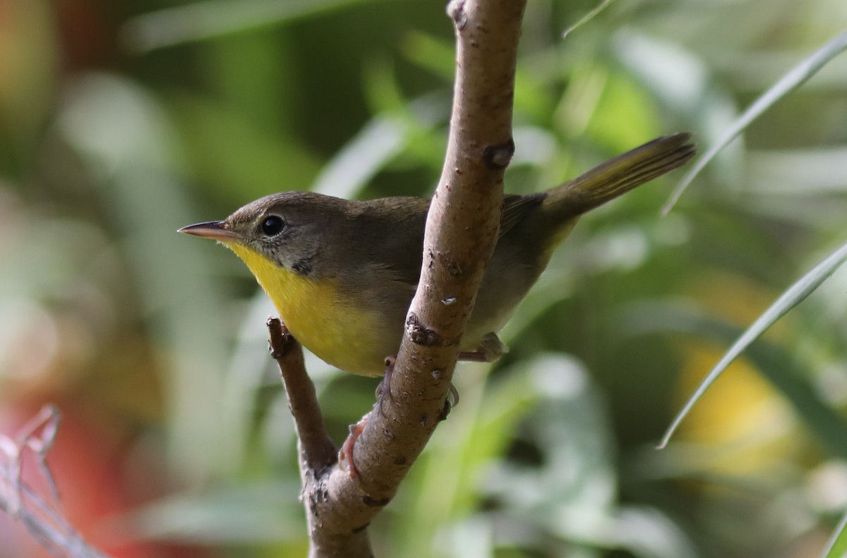 Common Yellowthroat - ML642026010