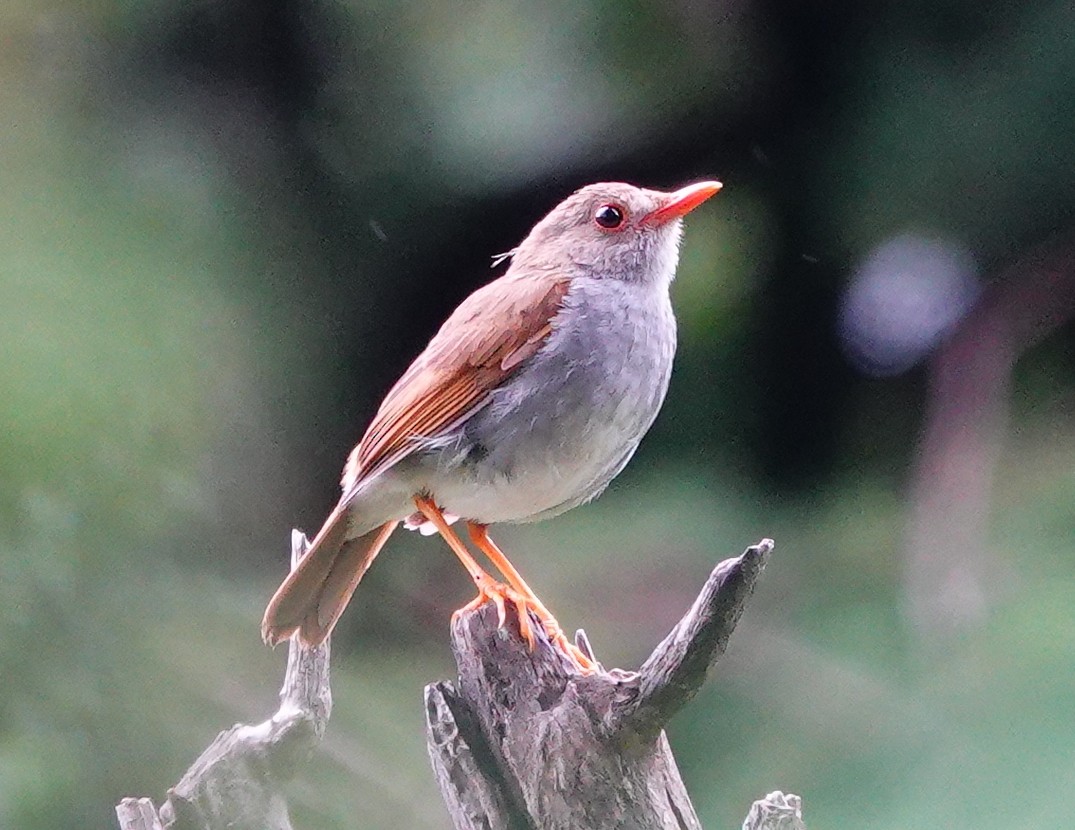 Orange-billed Nightingale-Thrush - ML642026015