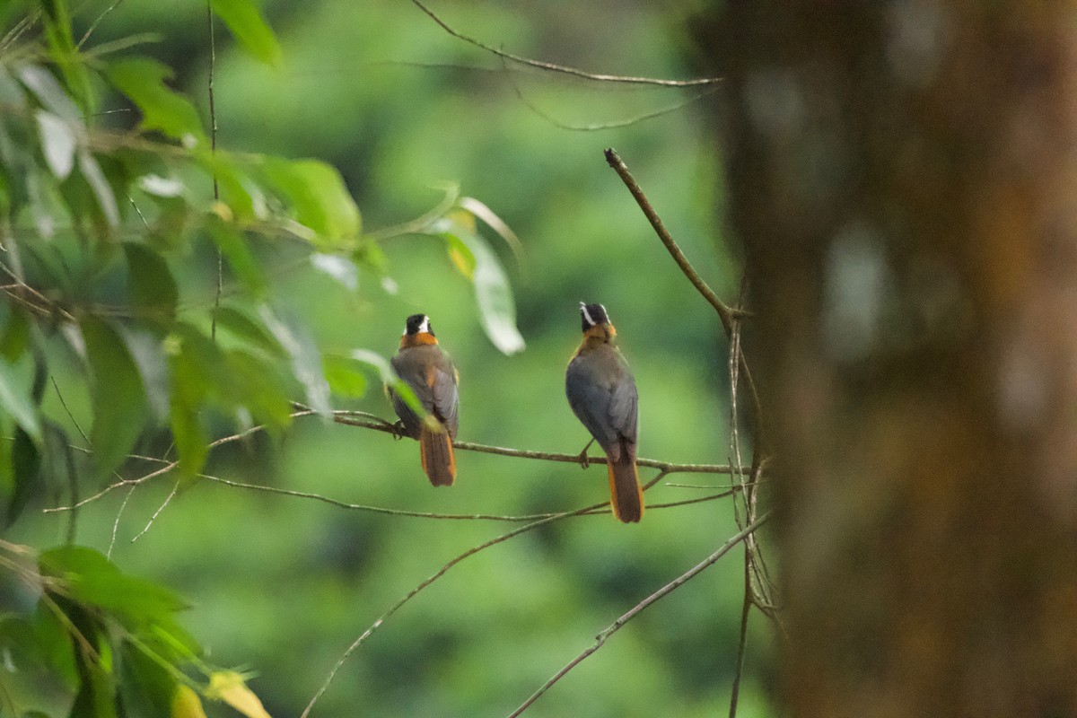 White-browed Robin-Chat - ML642026019