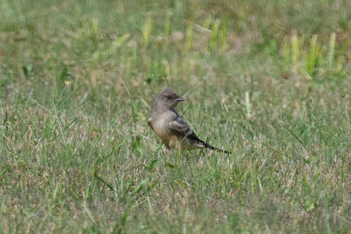 Say's Phoebe - Jeffrey  Reed