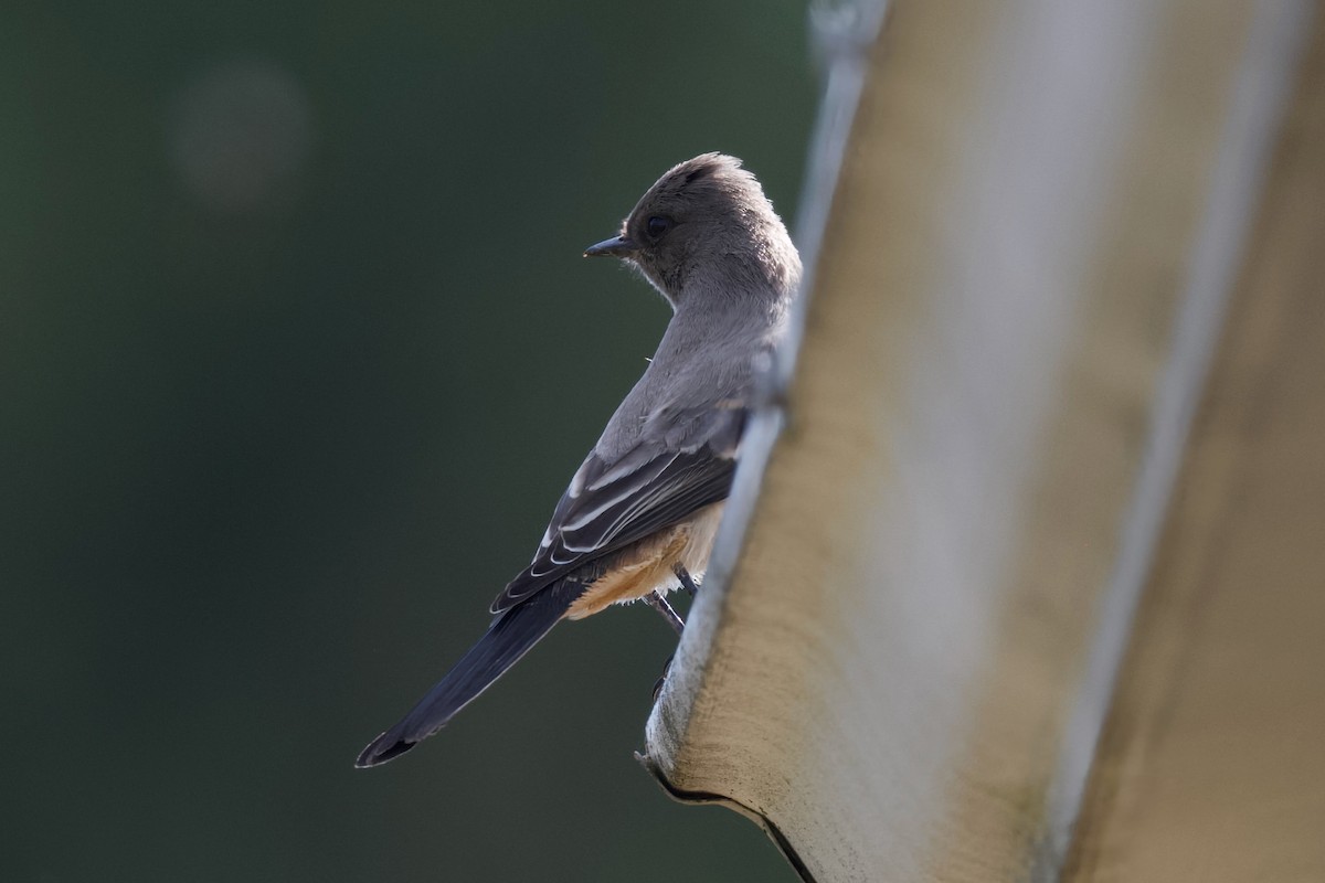 Say's Phoebe - Jeffrey  Reed