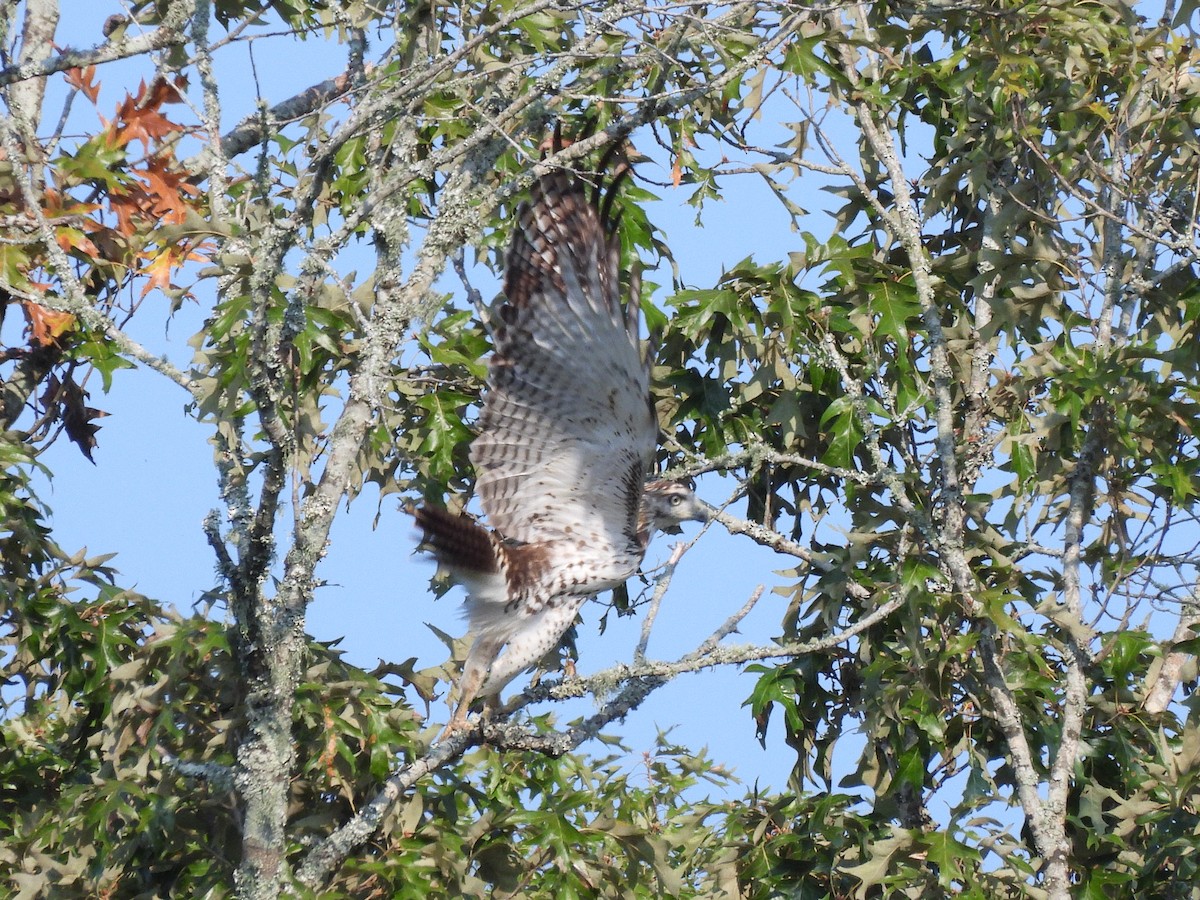Red-tailed Hawk - ML642026037