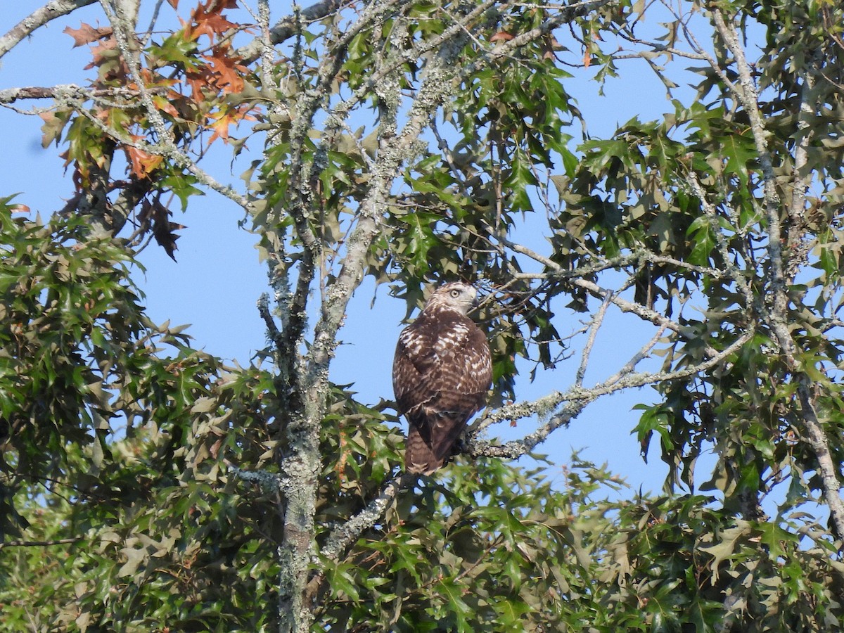 Red-tailed Hawk - ML642026038