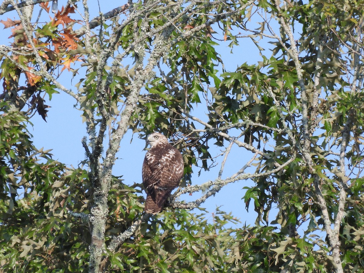 Red-tailed Hawk - ML642026043