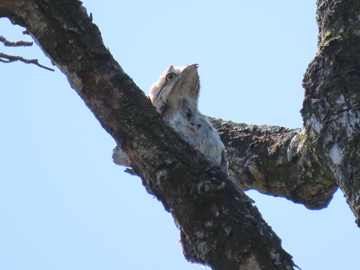 Northern Potoo - ML642026060