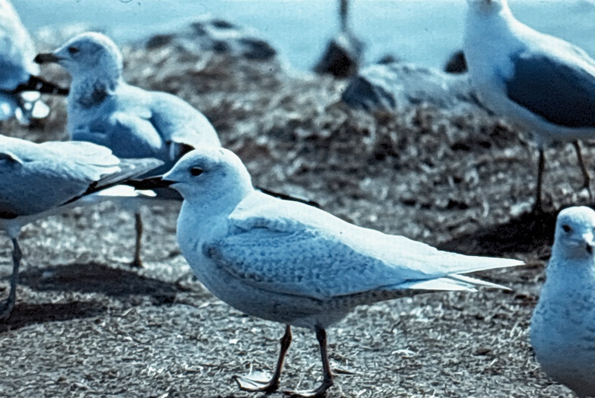 grønlandsmåke (kumlieni) - ML642026069