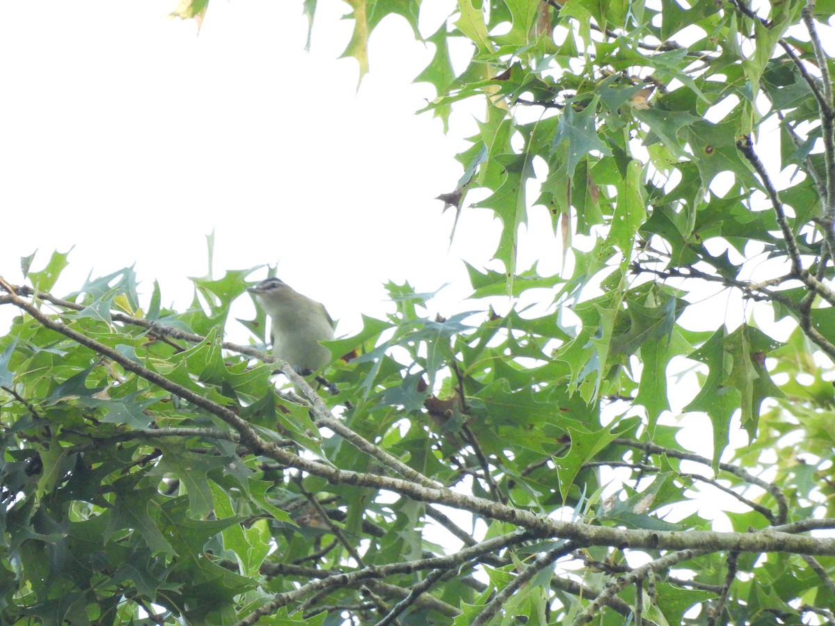 rødøyevireo - ML642026079
