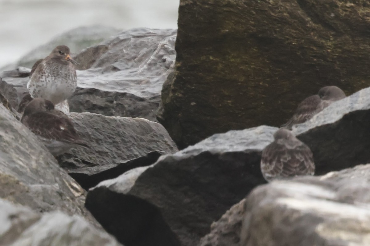 Purple Sandpiper - ML642026087