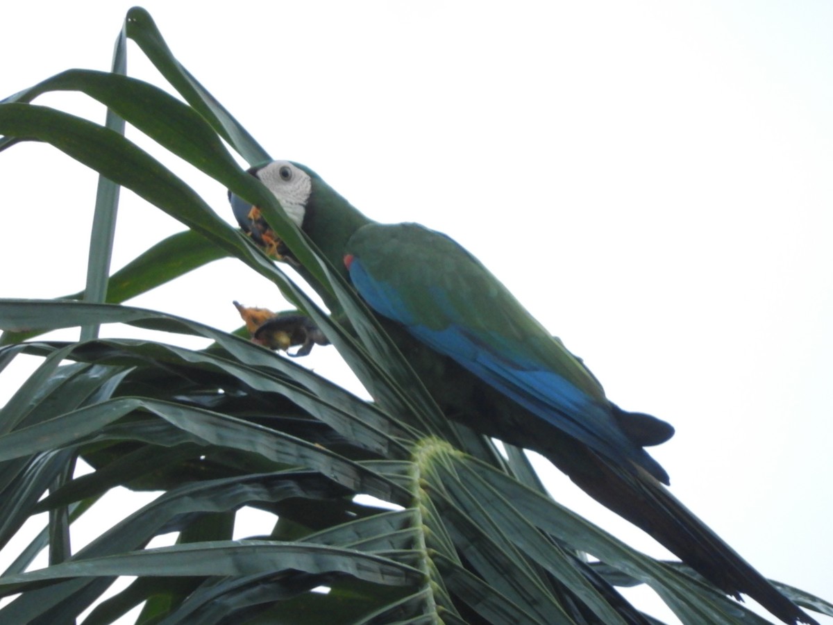Chestnut-fronted Macaw - ML642026088