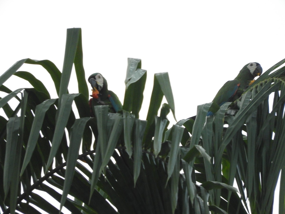 Chestnut-fronted Macaw - ML642026089