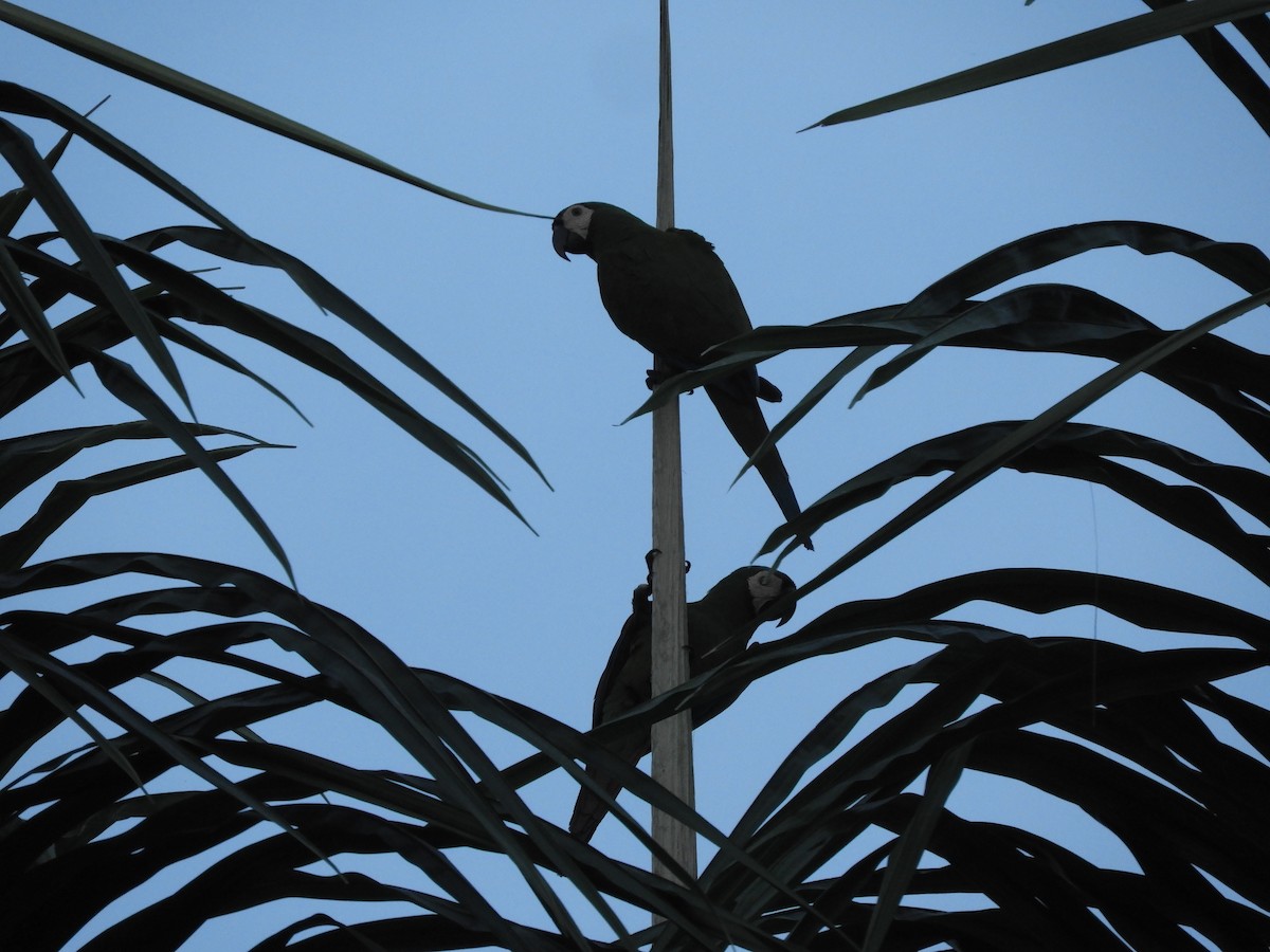 Chestnut-fronted Macaw - ML642026090