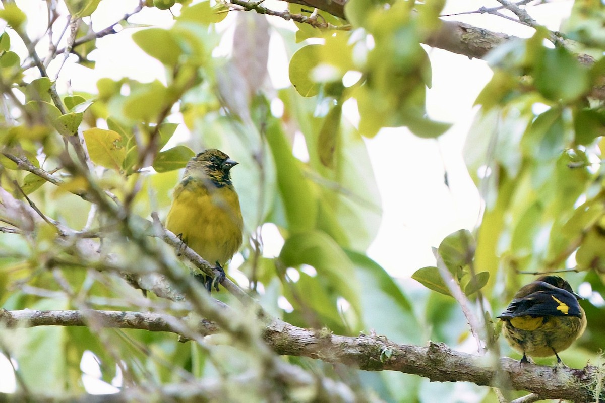 Yellow-bellied Siskin - ML642026101