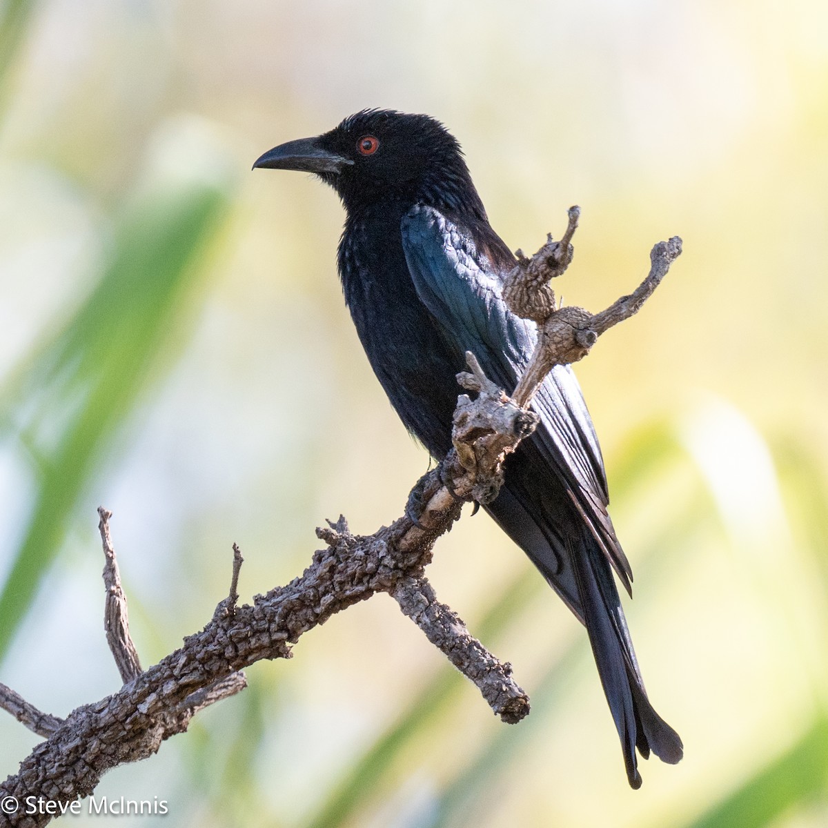 brokadedrongo - ML642026104
