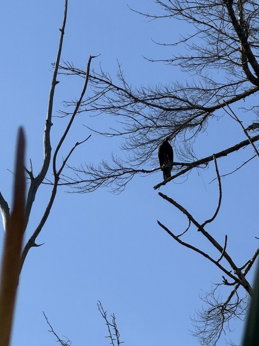 Turkey Vulture - ML642026109