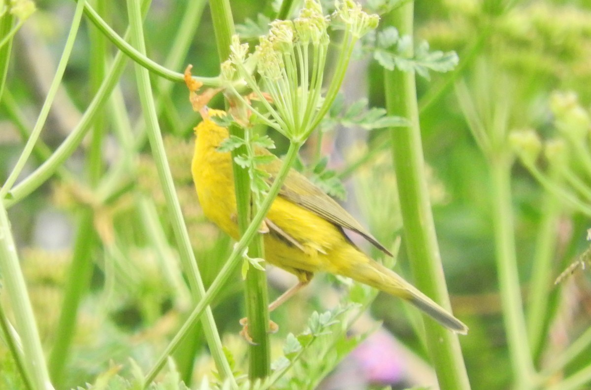 Wilson's Warbler - Tresa Moulton