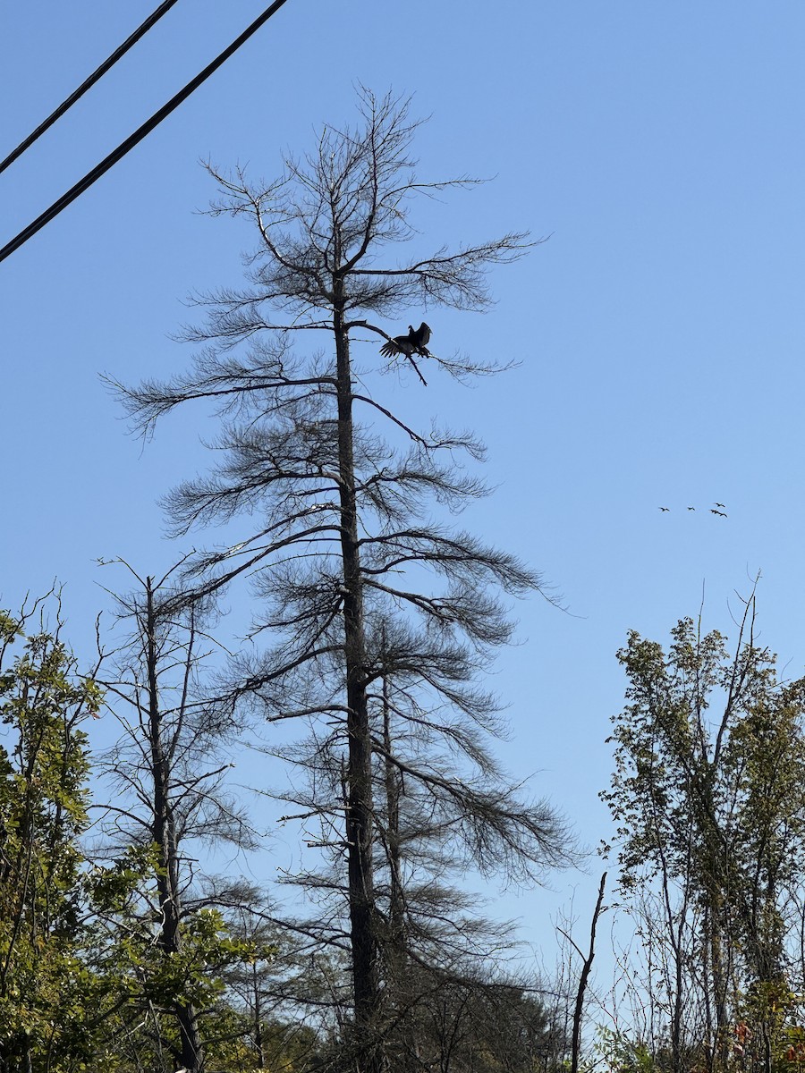 Turkey Vulture - ML642026110