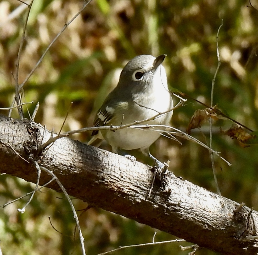 Plumbeous Vireo - ML642026115