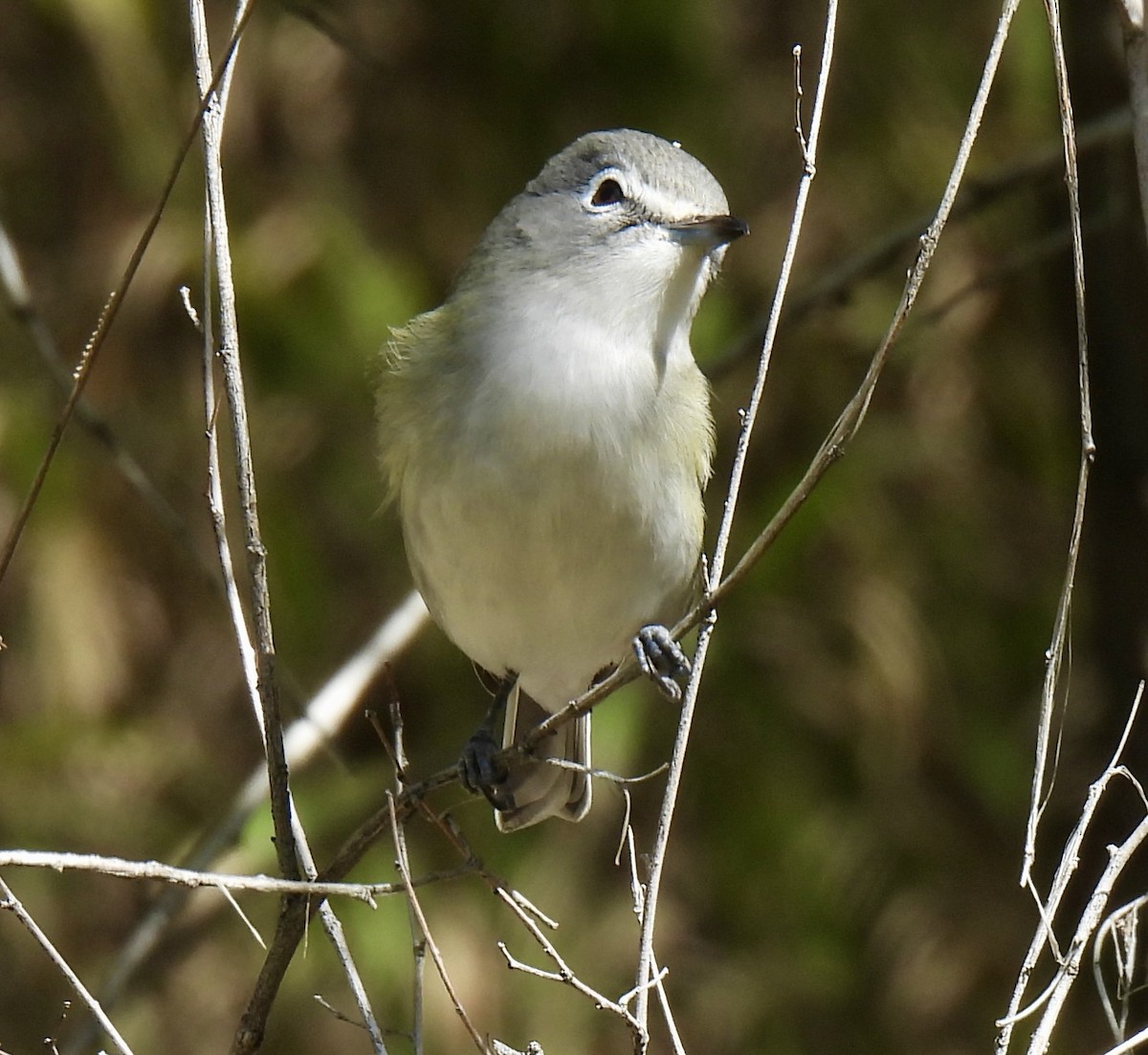Plumbeous Vireo - ML642026116