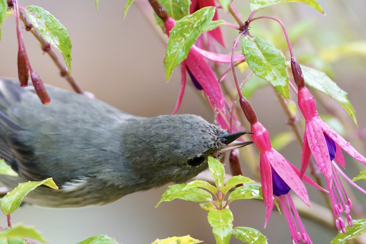 Slaty Flowerpiercer - ML642026119