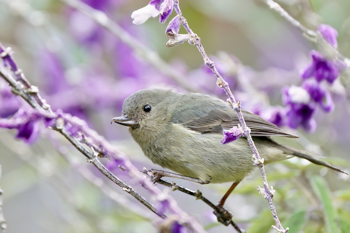 Slaty Flowerpiercer - ML642026120