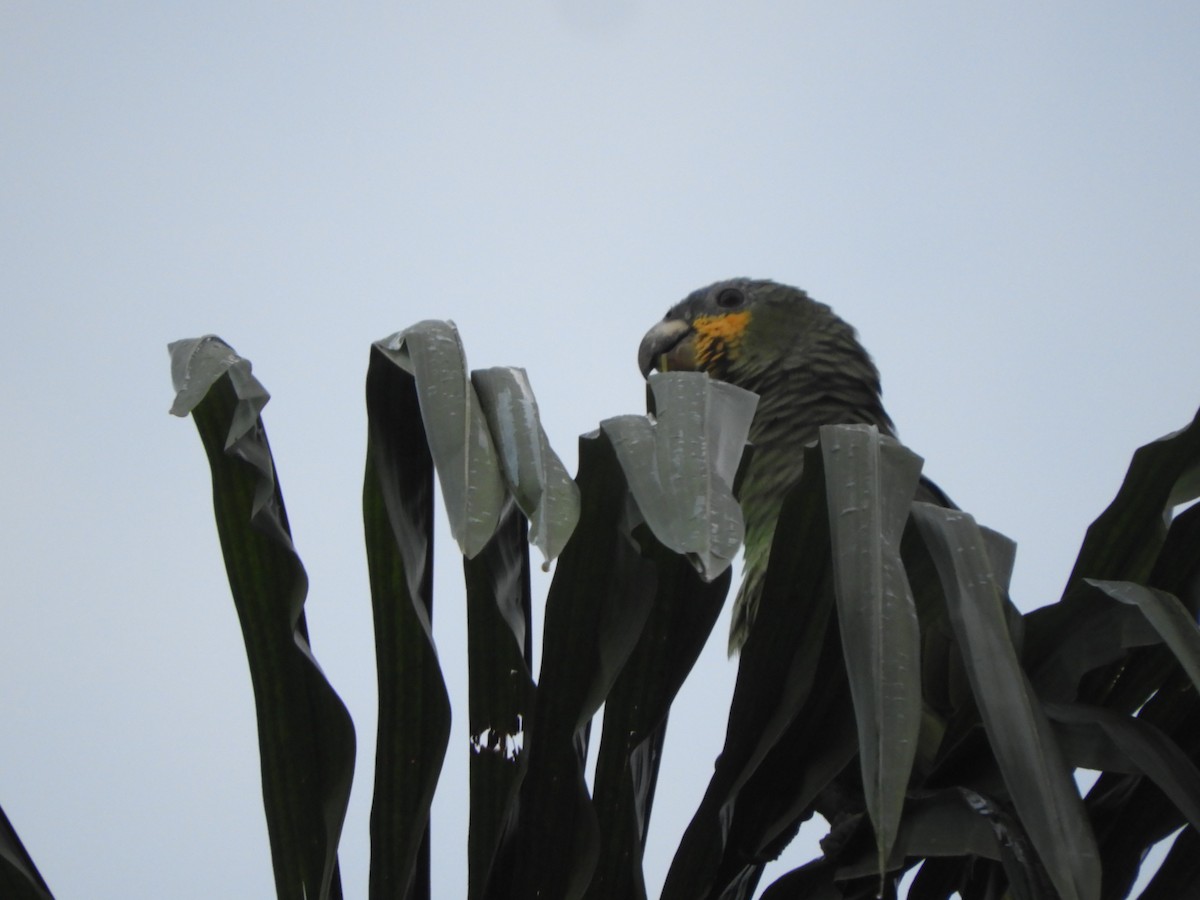 Orange-winged Amazon - ML642026133