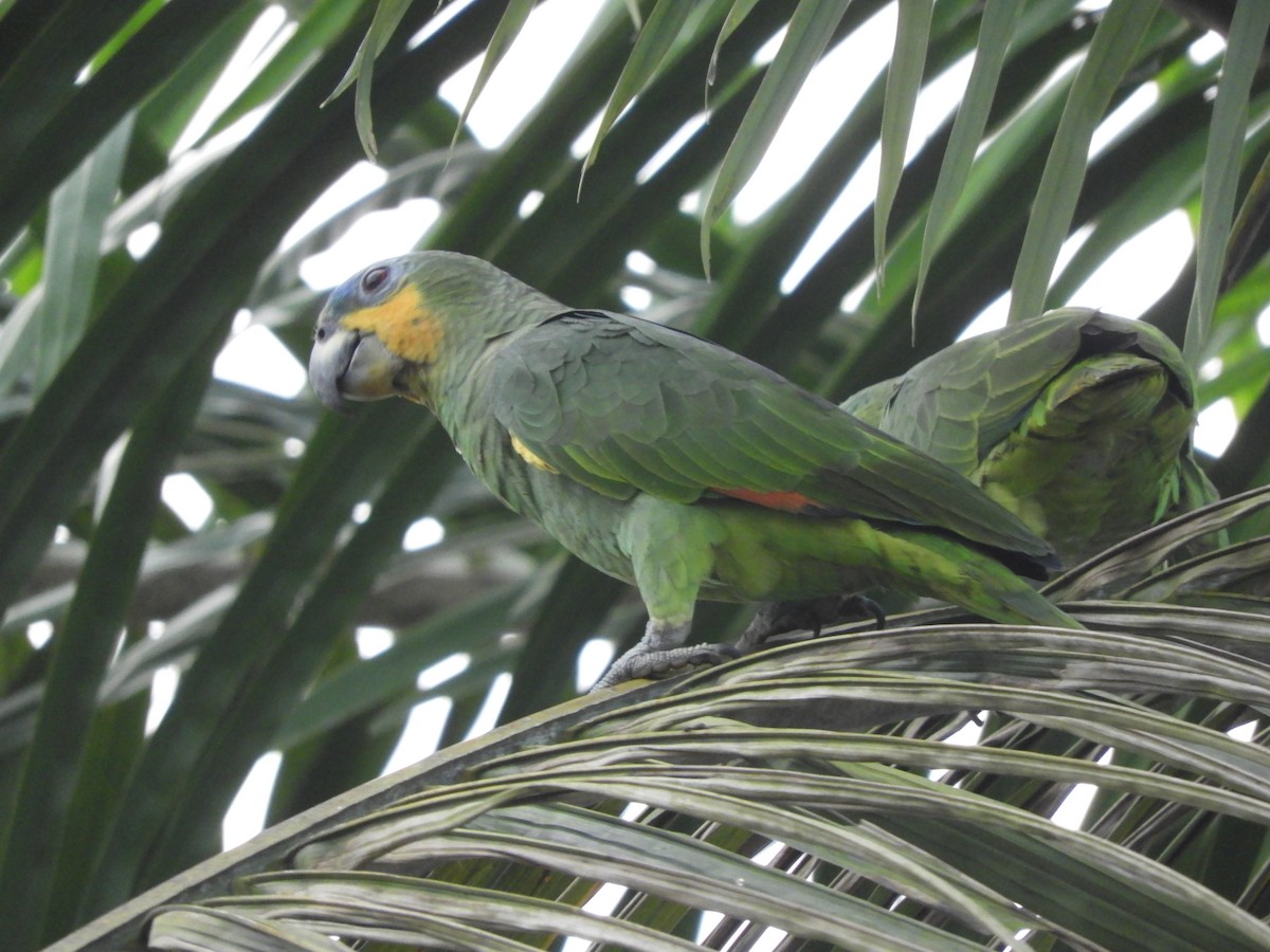 Orange-winged Amazon - ML642026134